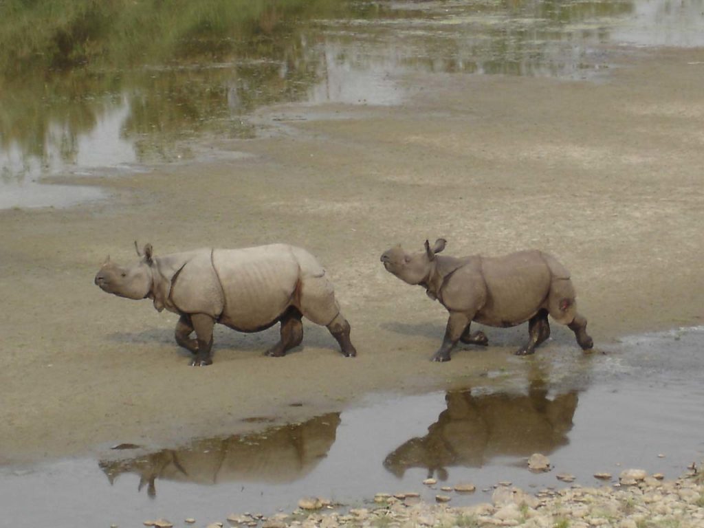 Bardiya national park (4)