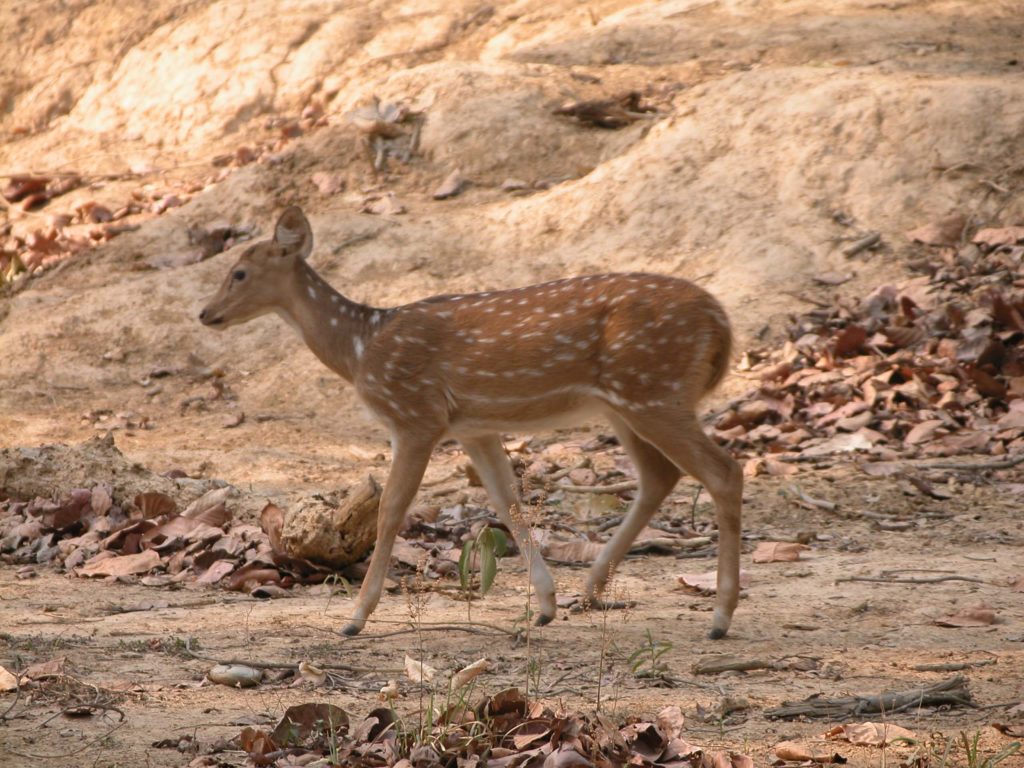 Bardiya national park (40)