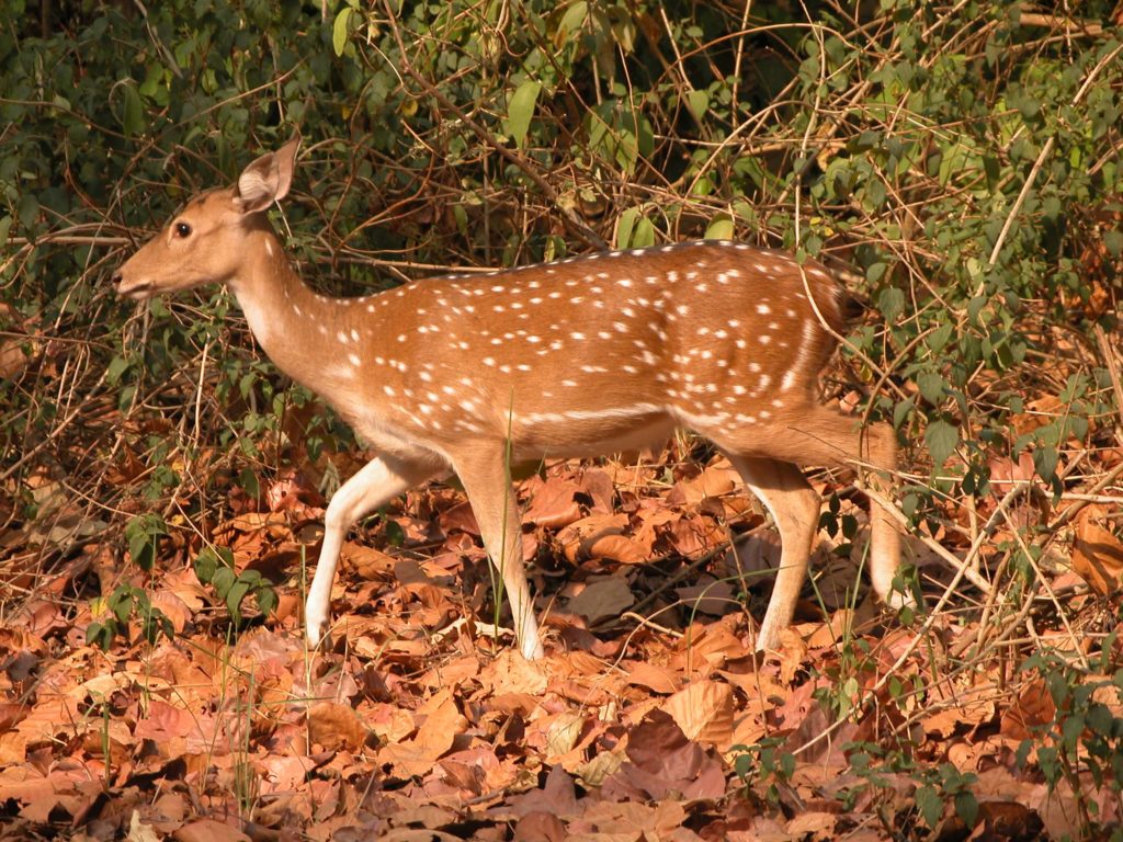 Bardiya national park (41)