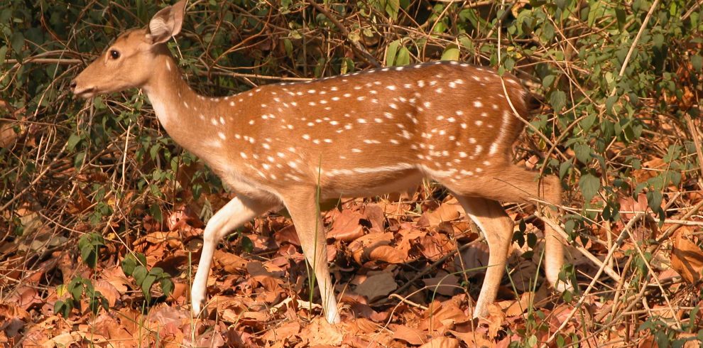 Bardiya national park (41)