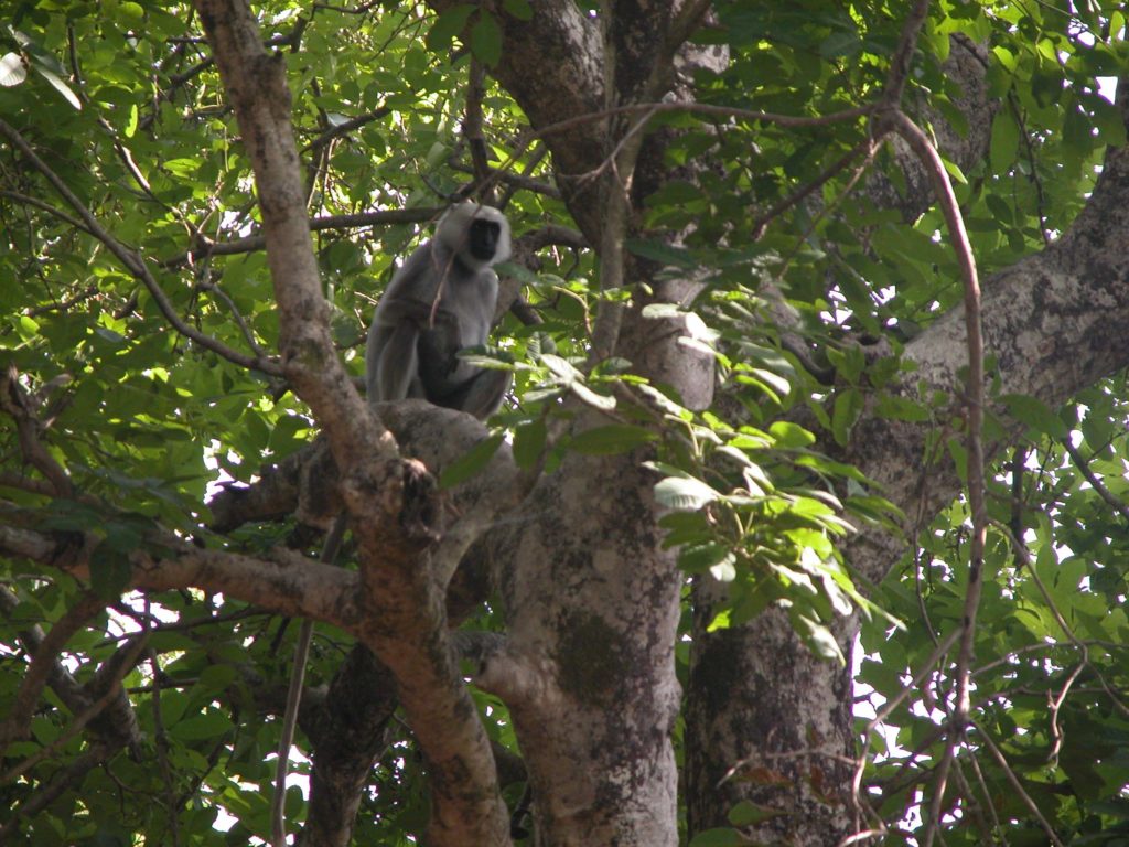 Bardiya national park (43)