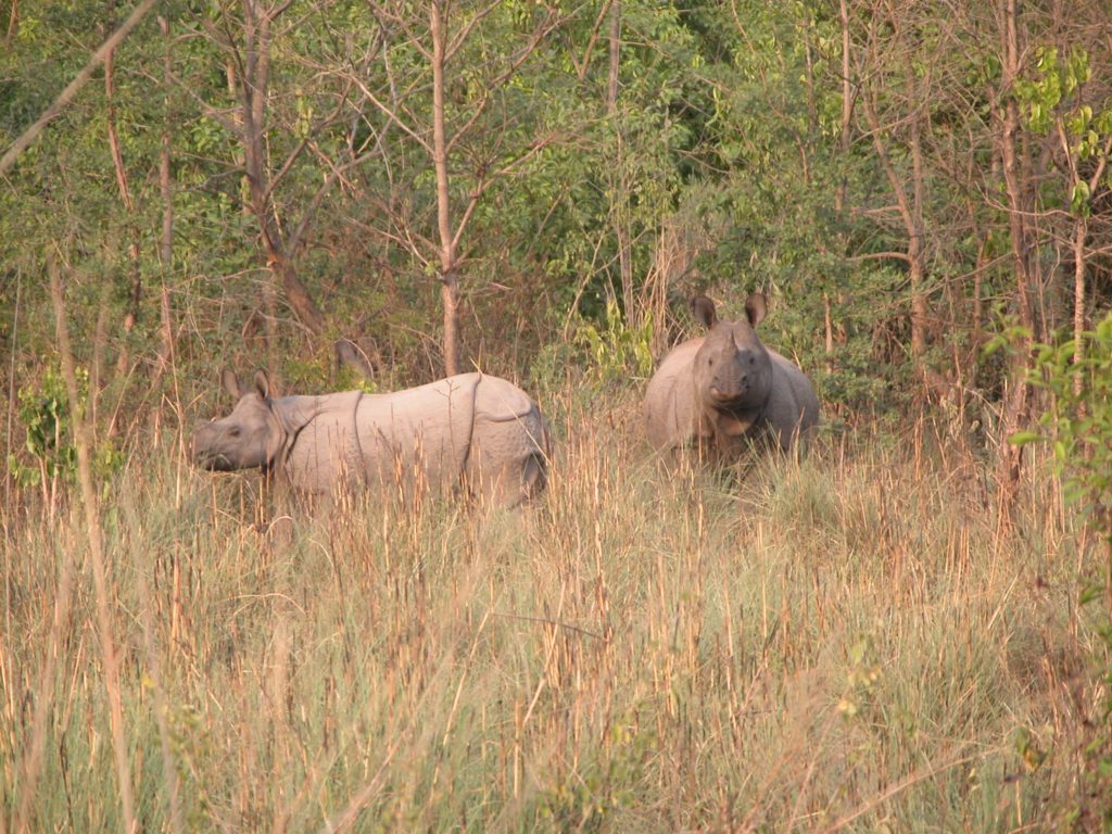 Bardiya national park (44)