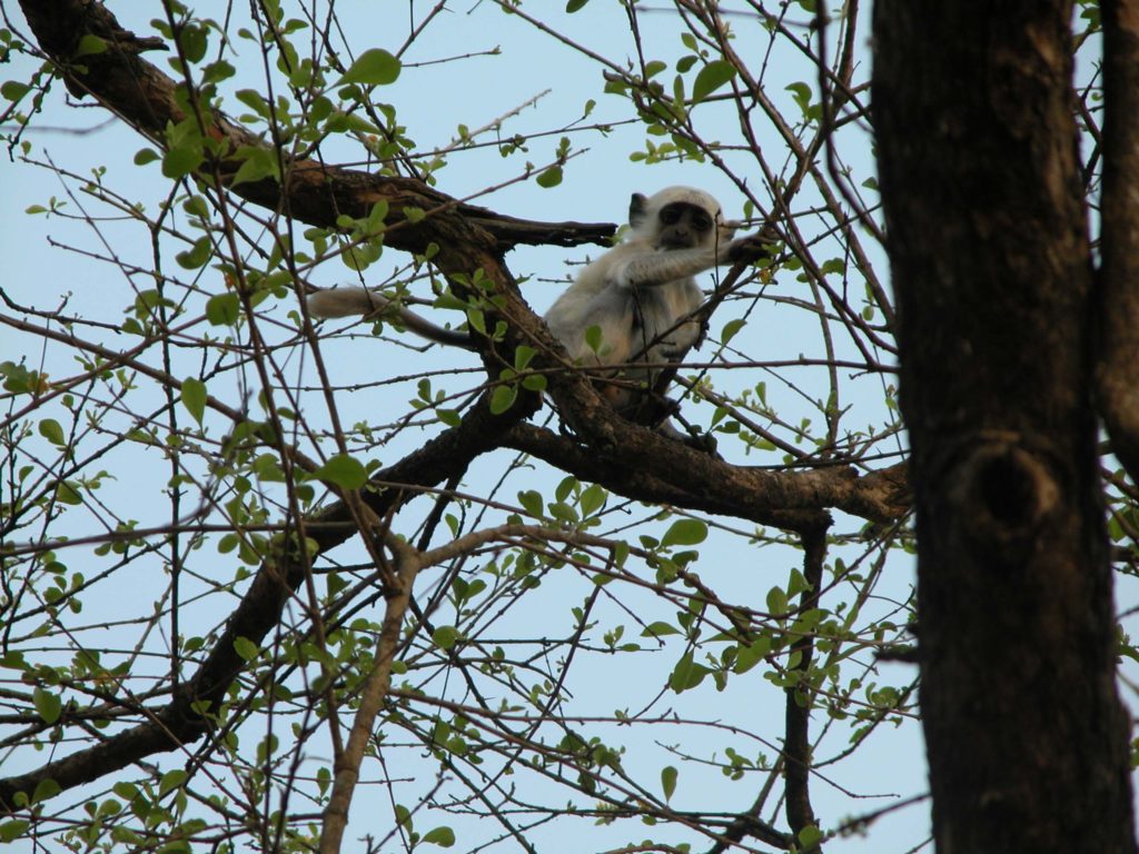 Bardiya national park (45)