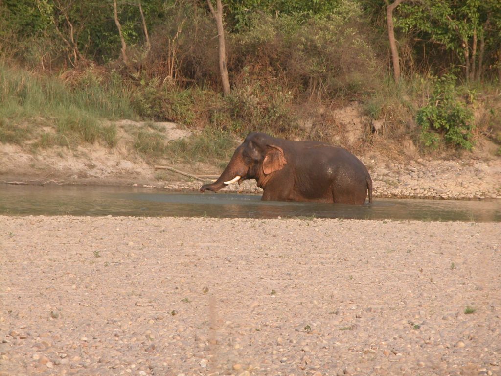 Bardiya national park (46)