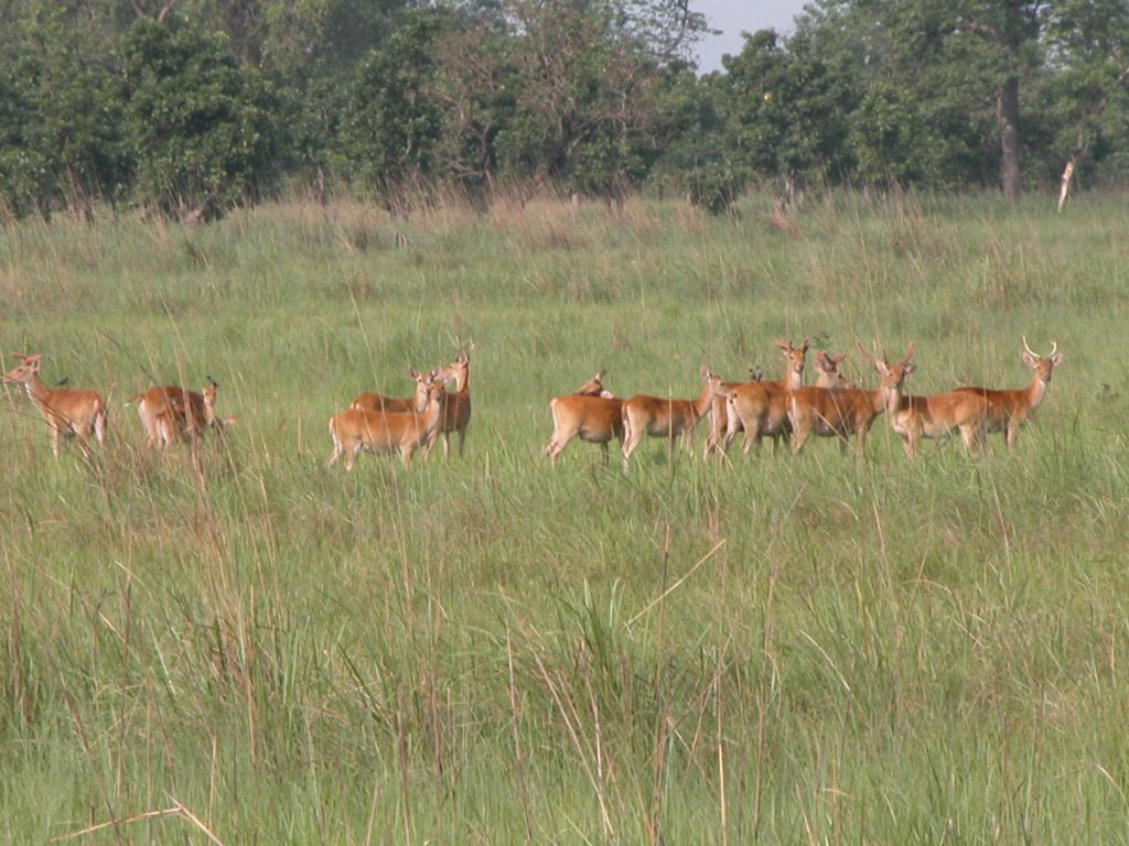 Bardiya national park (48)