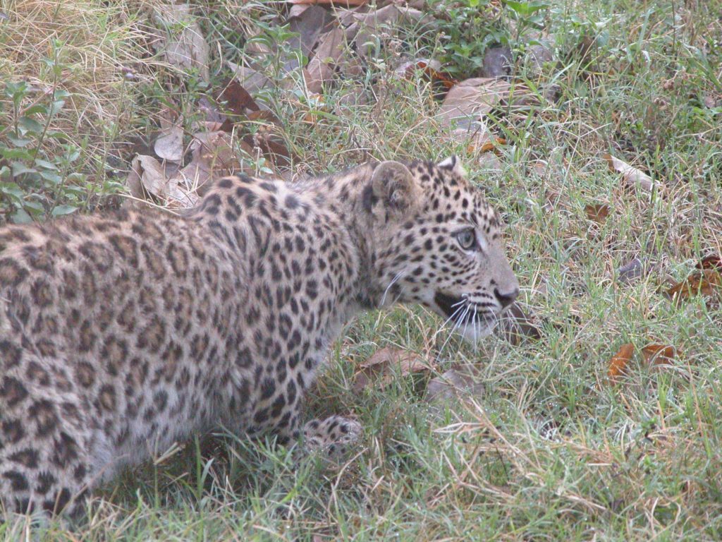 Bardiya national park (49)