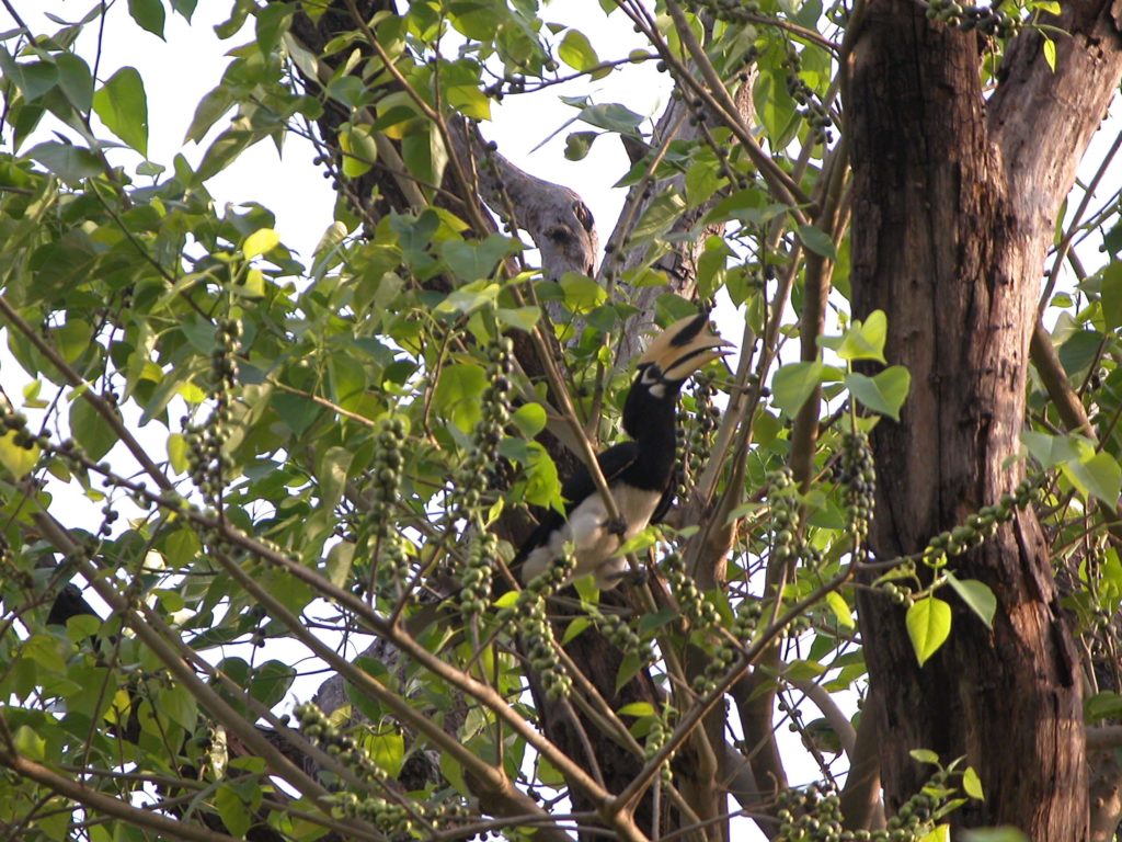 Bardiya national park (5)