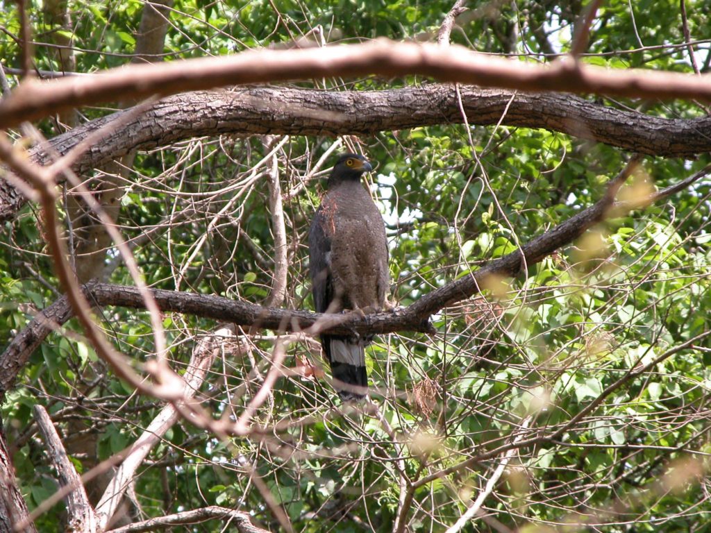 Bardiya national park (52)