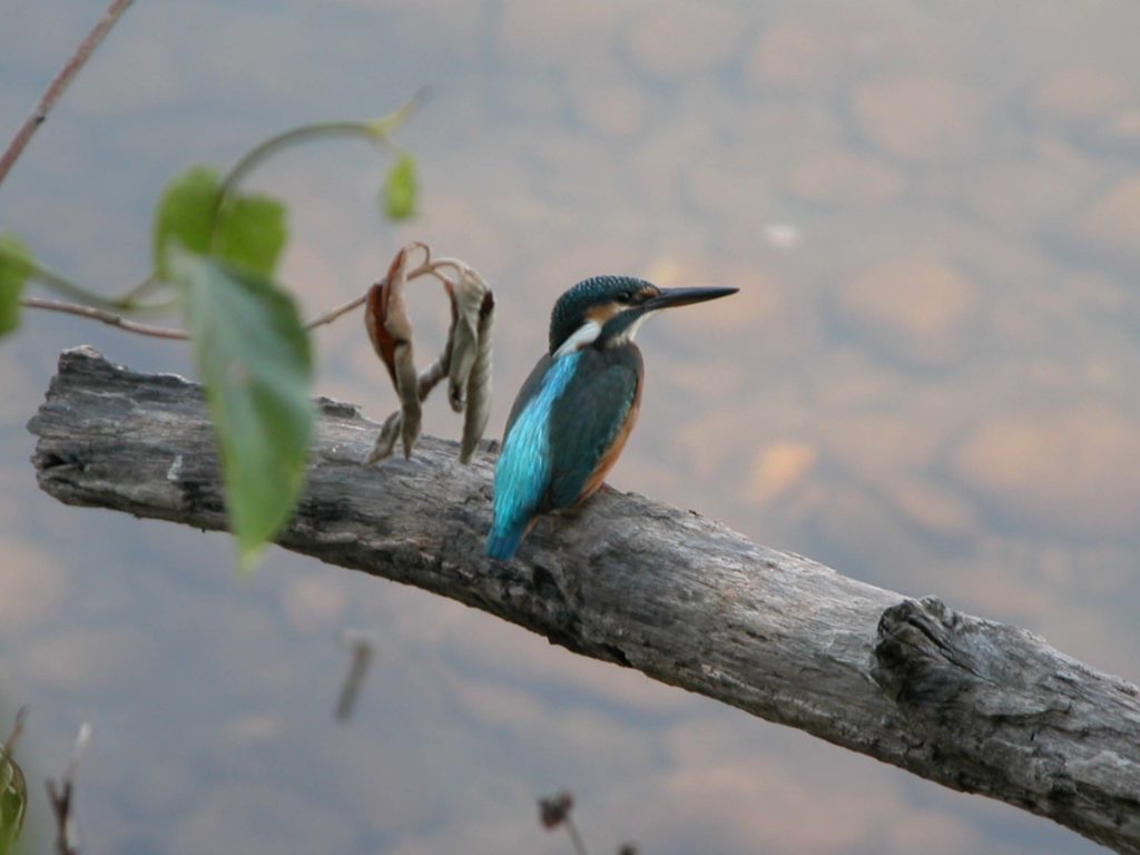 Bardiya national park (54)