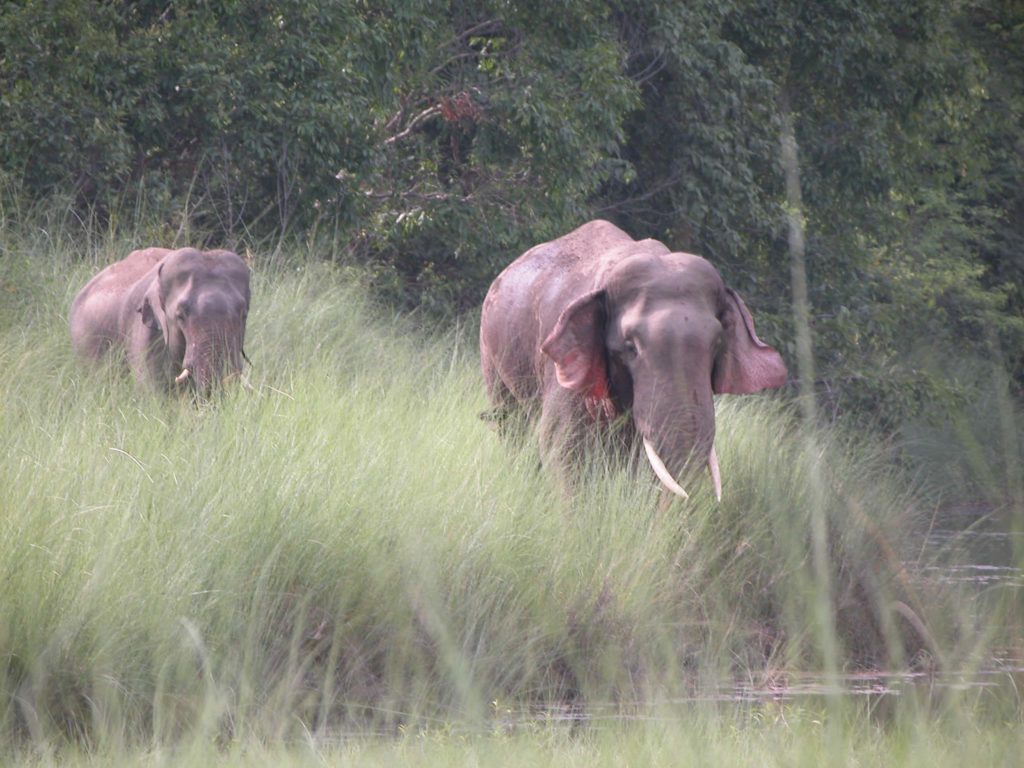 Bardiya national park (57)