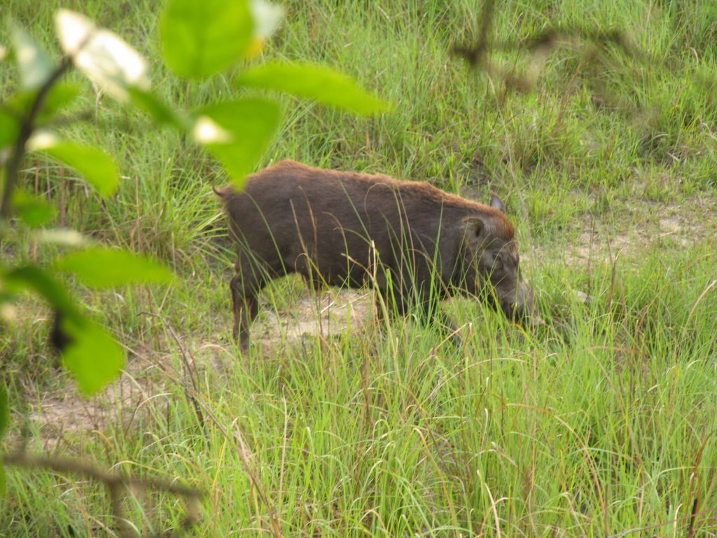 Bardiya national park (6)