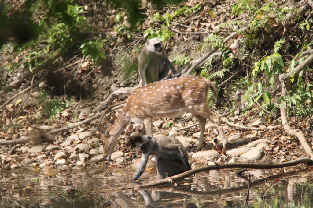 Bardiya national park (60)