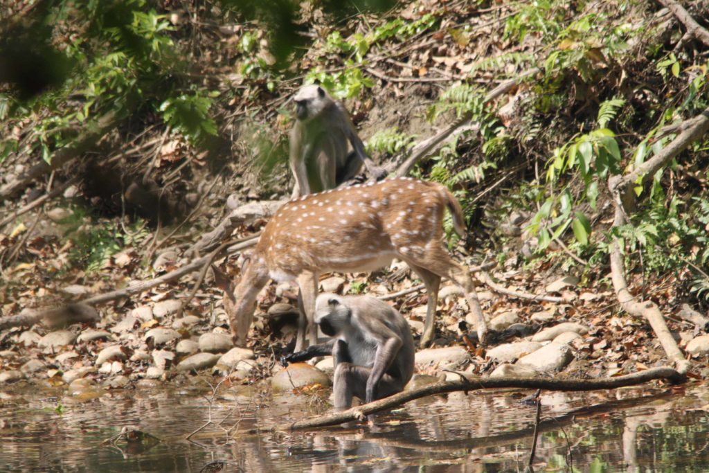 Bardiya national park (61)