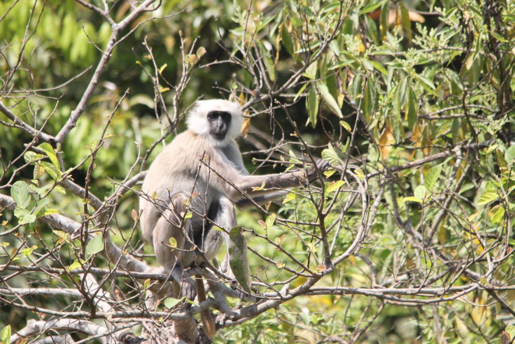 Bardiya national park (62)