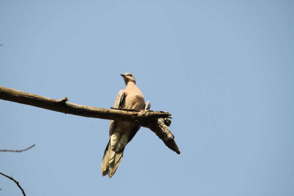 Bardiya national park (63)