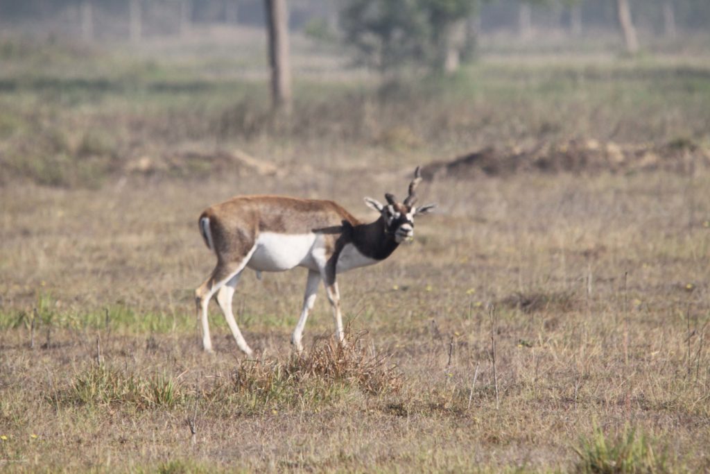 Bardiya national park (64)