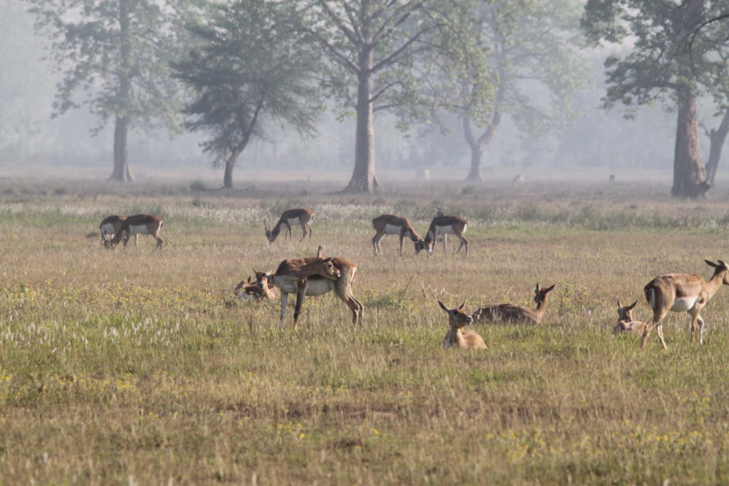 Bardiya national park (65)