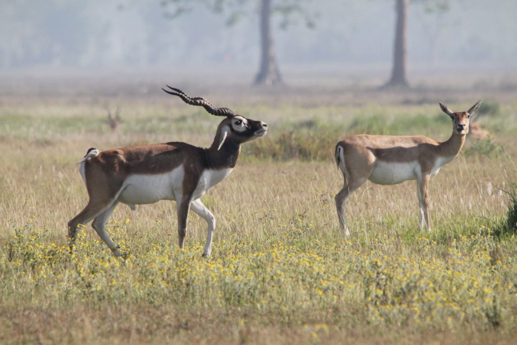 Bardiya national park (66)