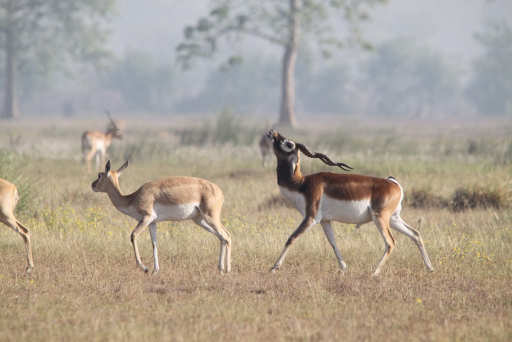 Bardiya national park (67)