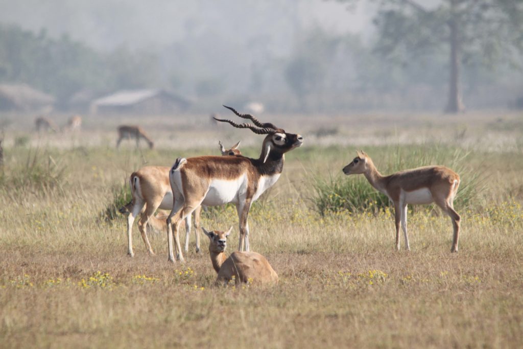 Bardiya national park (68)