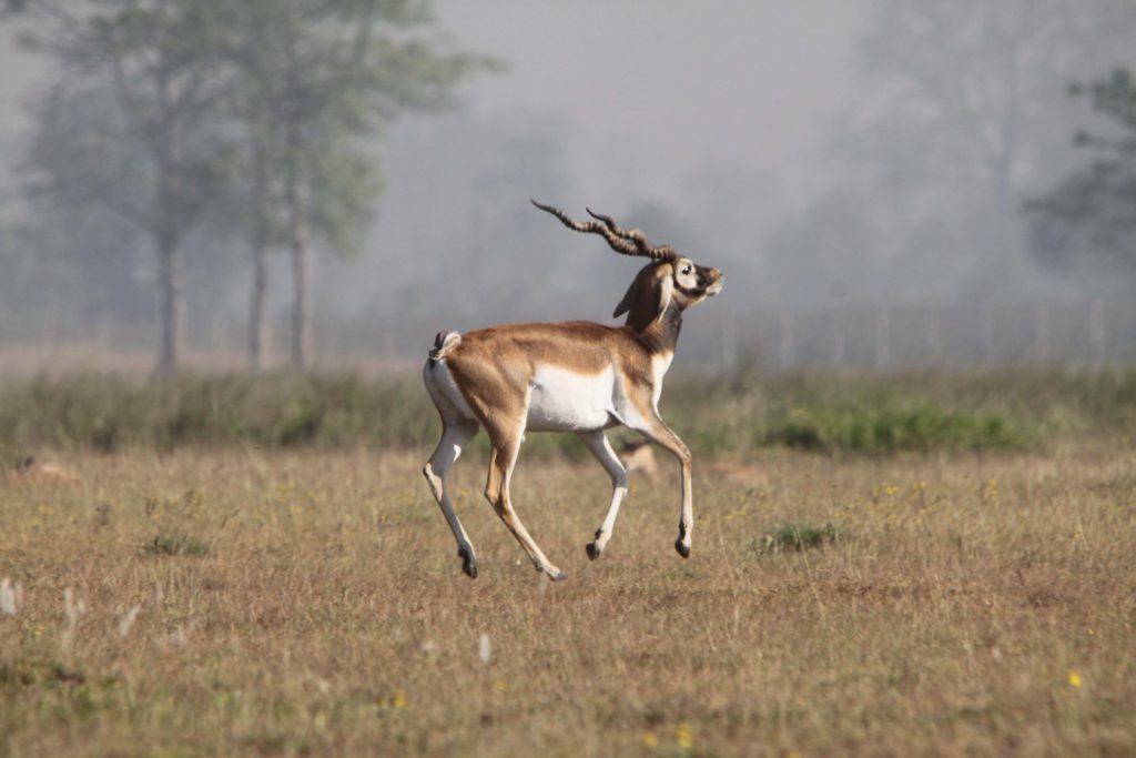 Bardiya national park (69)