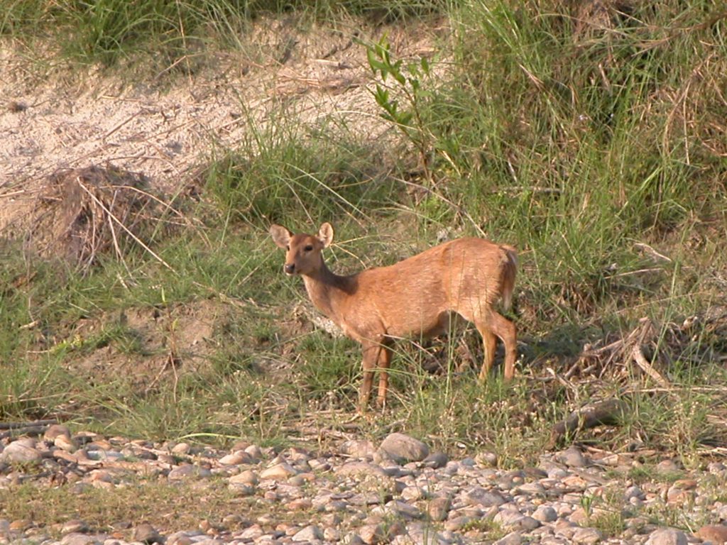 Bardiya national park (7)