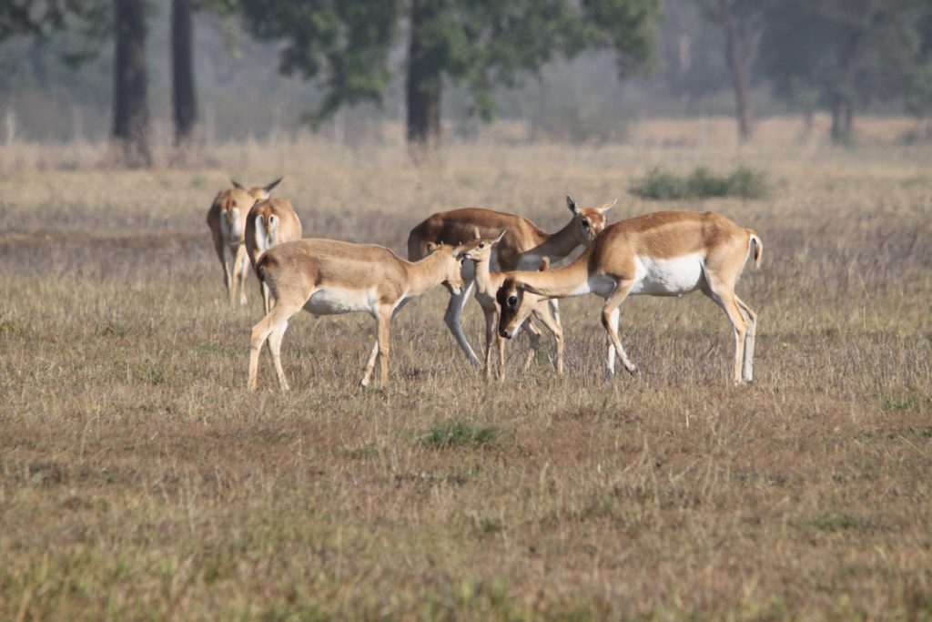 Bardiya national park (70)