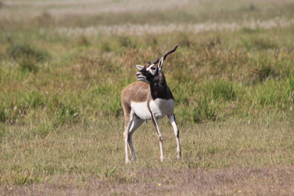 Bardiya national park (71)