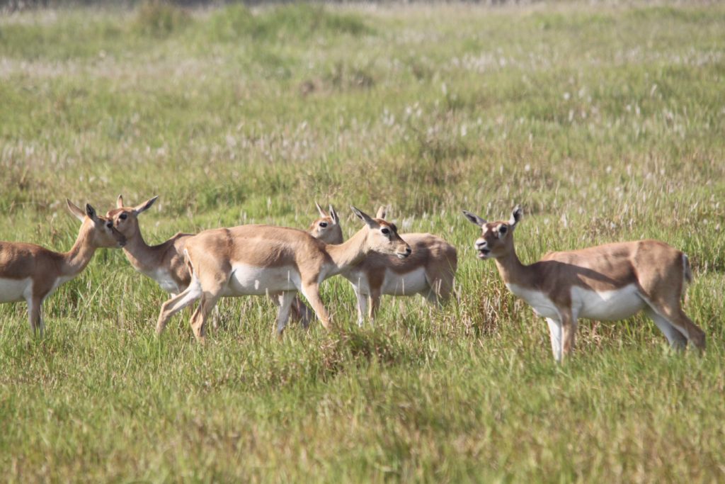 Bardiya national park (72)