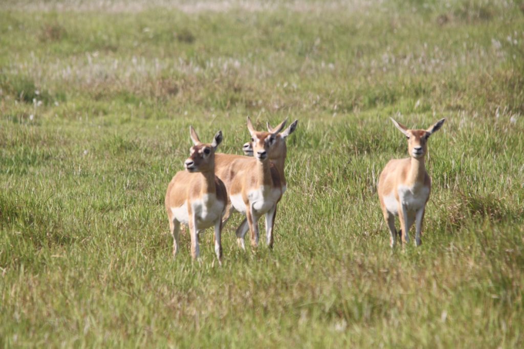 Bardiya national park (73)