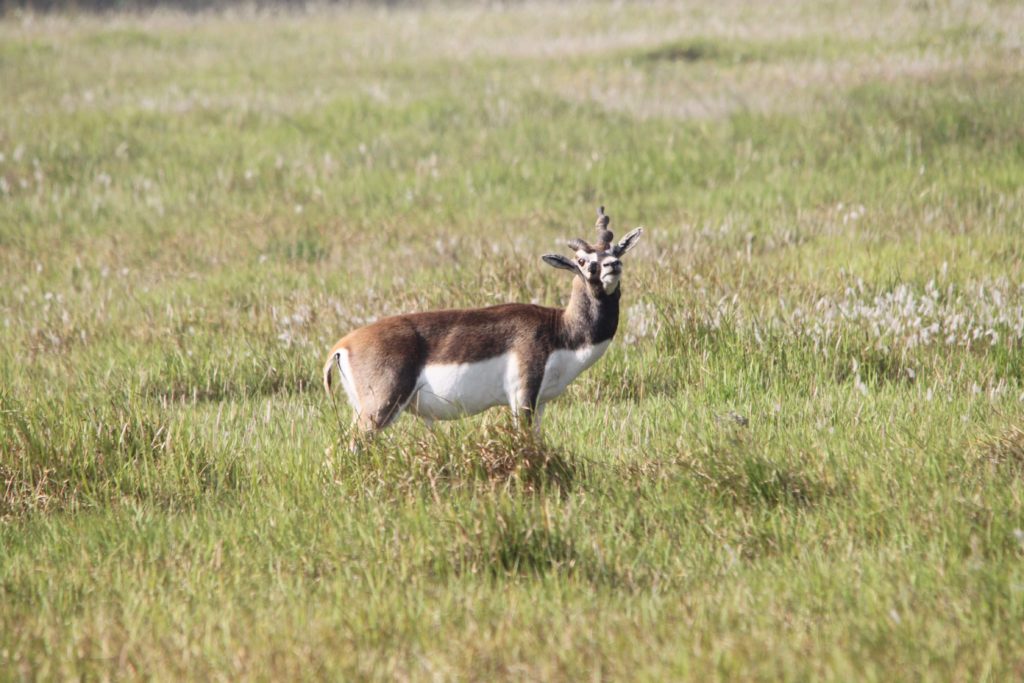 Bardiya national park (74)