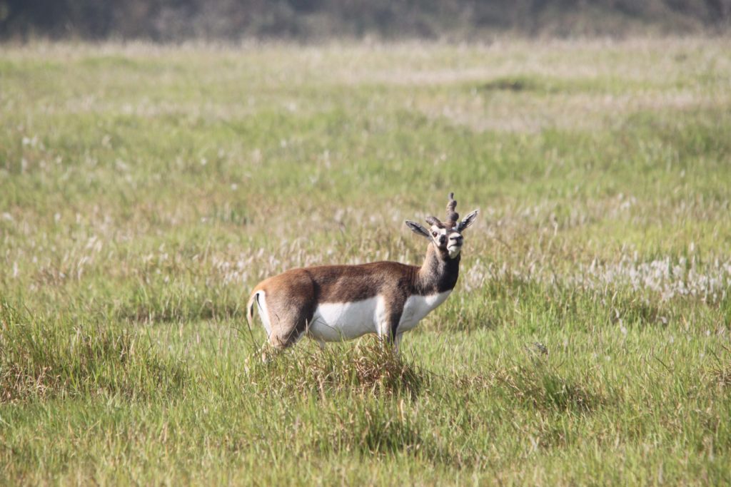 Bardiya national park (75)