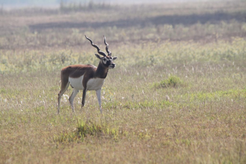 Bardiya national park (76)