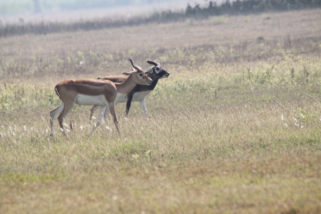 Bardiya national park (77)