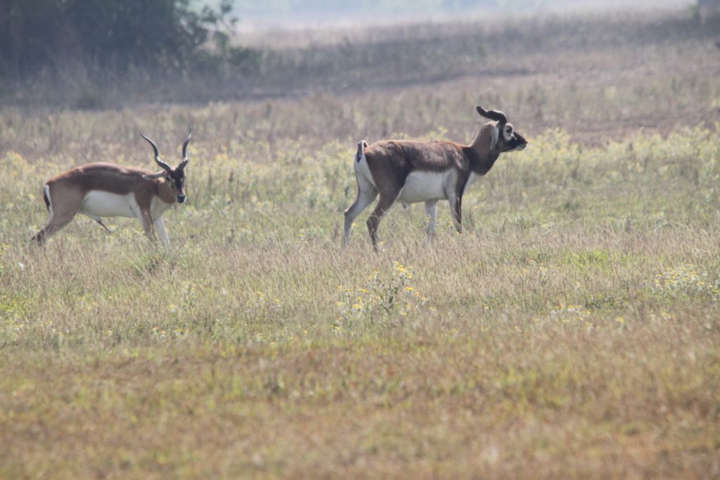 Bardiya national park (78)