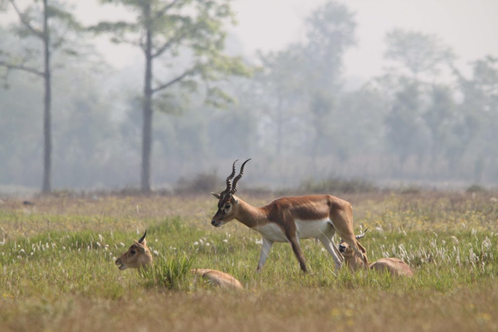 Bardiya national park (79)