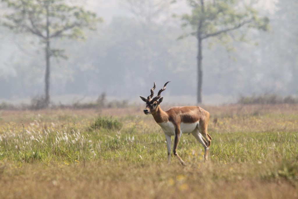 Bardiya national park (80)