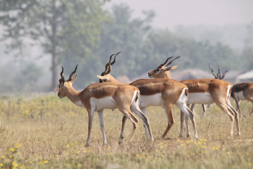 Bardiya national park (81)