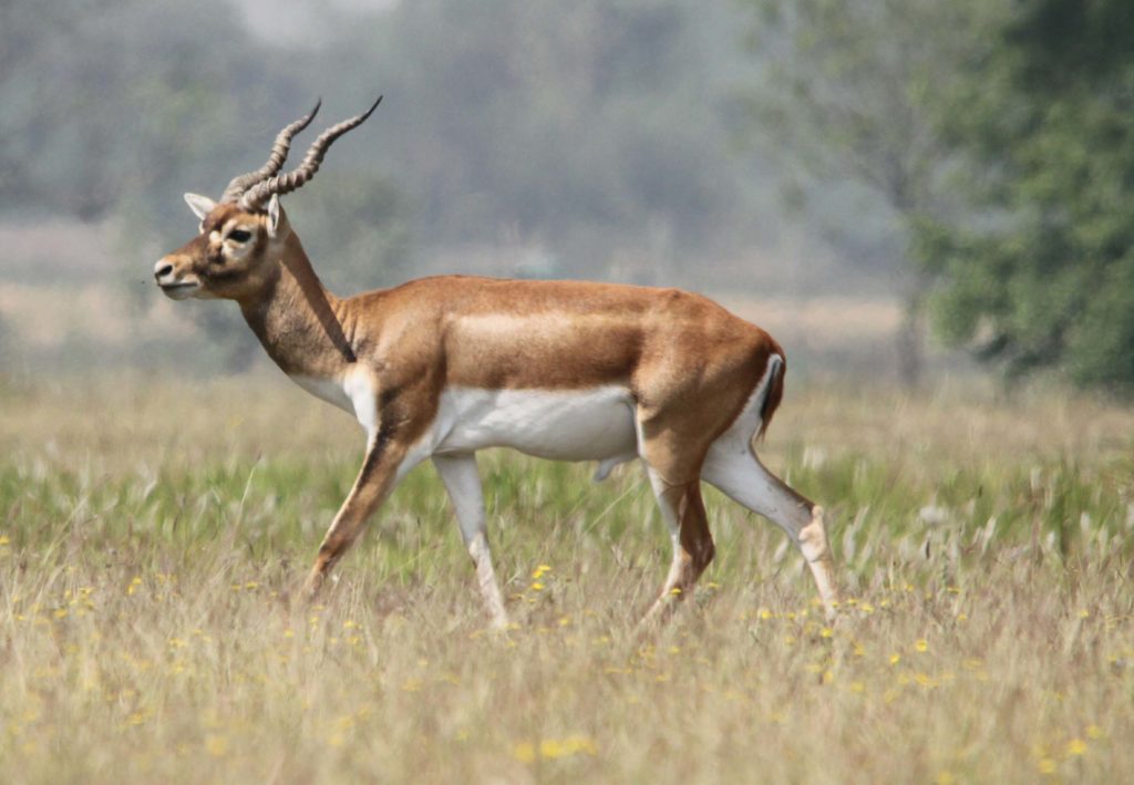 Bardiya national park (82)