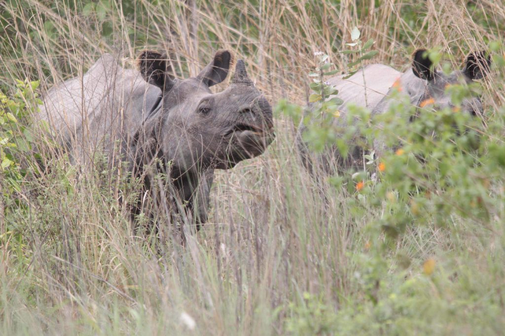 Bardiya national park (83)