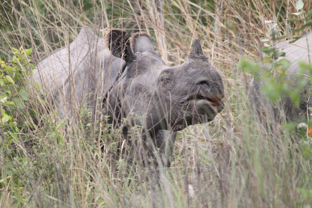 Bardiya national park (84)