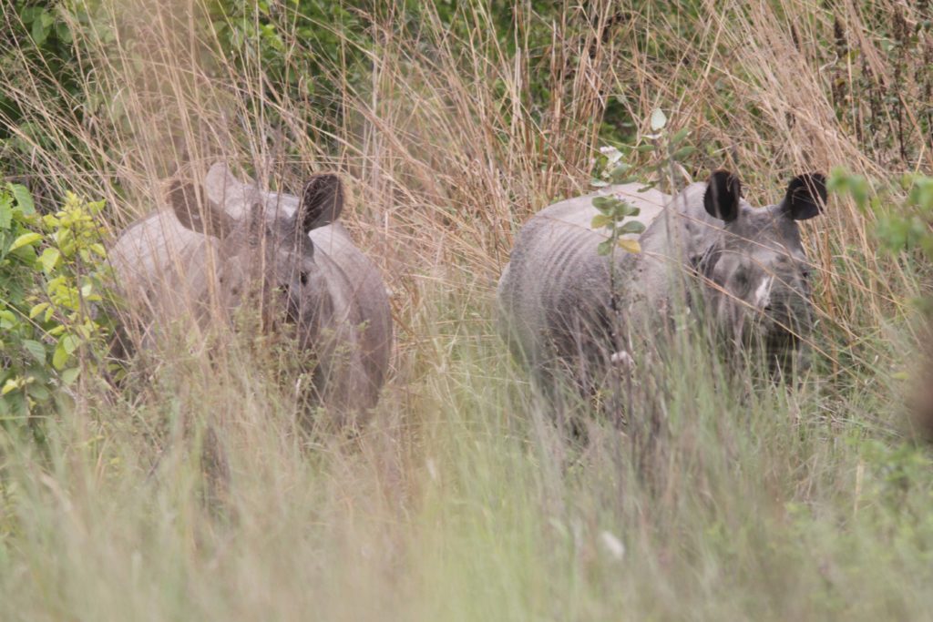 Bardiya national park (85)