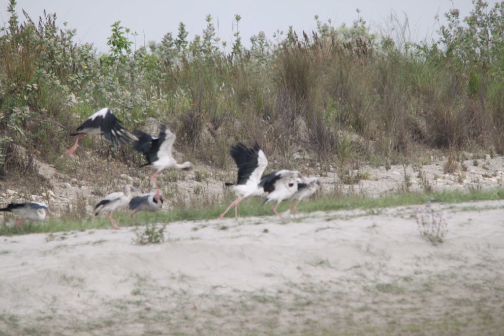 Bardiya national park (86)