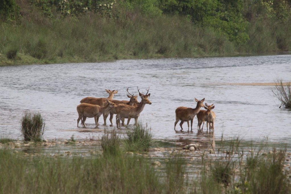 Bardiya national park (87)