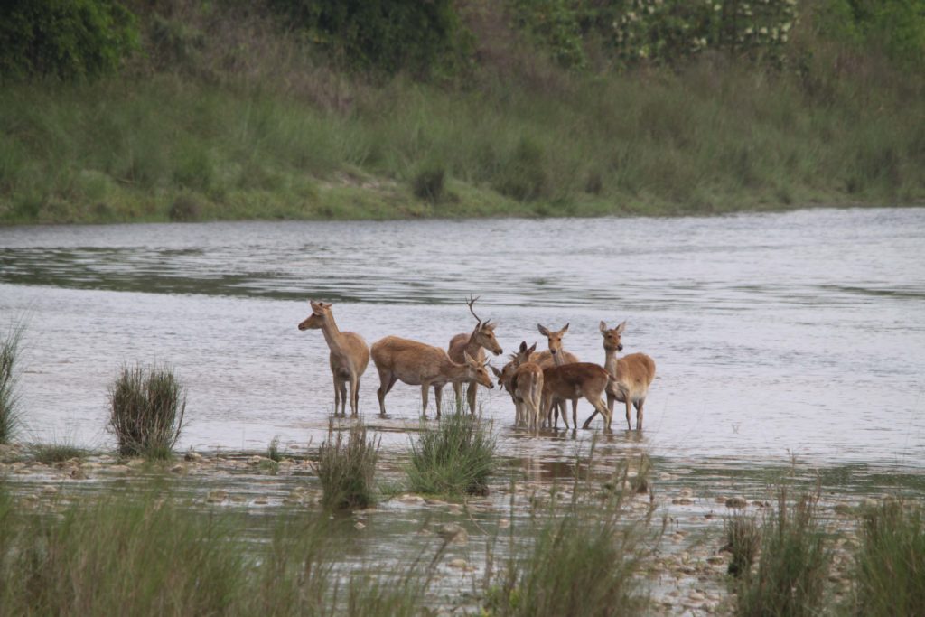 Bardiya national park (88)