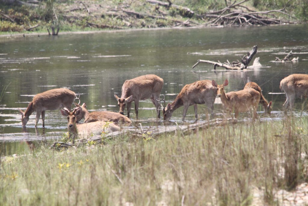 Bardiya national park (89)