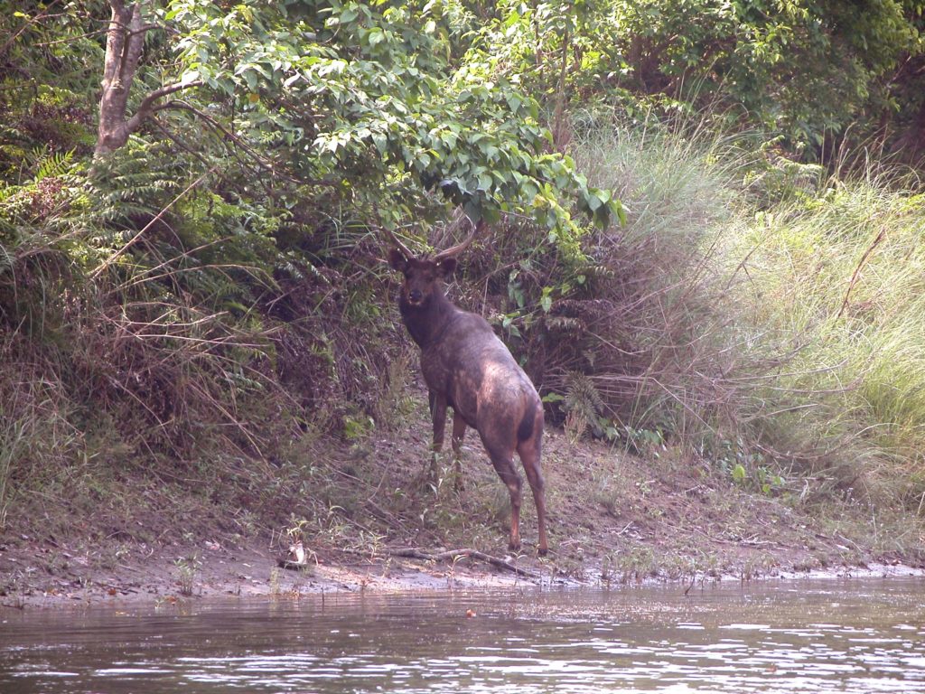 Bardiya national park (9)