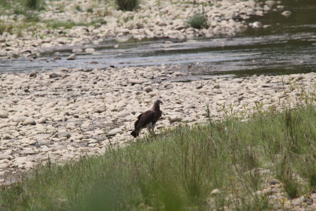 Bardiya national park (90)