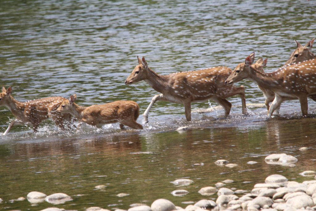 Bardiya national park (91)