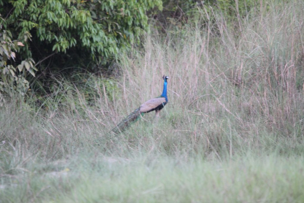 Bardiya national park (92)